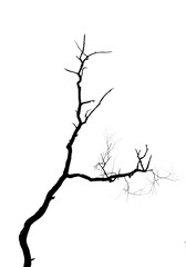 dry branch of tree on white background