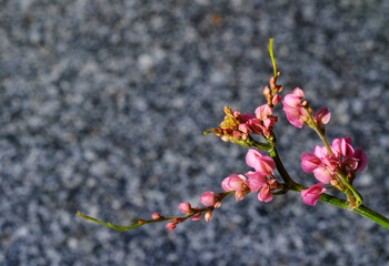 pink mexican creeper ( Antigonon leptopus )