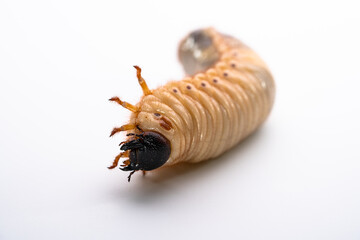 カブトムシの幼虫を白背景で写真撮影