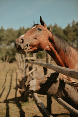 The horse on the farm is with the donkey, a beautiful brown horse on a sunny day is friends with the donkey, they eat from the hands of visitors. Contact zoo, farm.