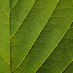 vein of green leaves texture