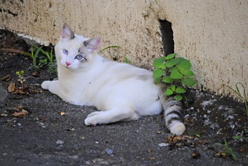 Chat