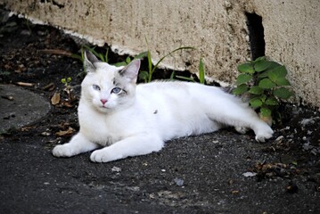 Chat
