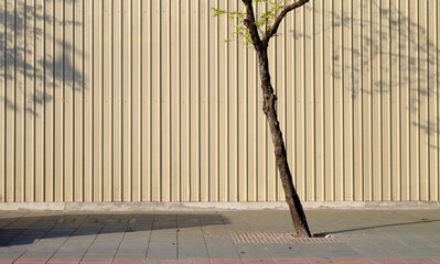 tree on footpath with shadow of tree on yellow metal sheet of fence background
