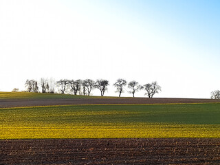 Panoramic view of agricultural fields with trees in a row in the background. Space for text. Grand...