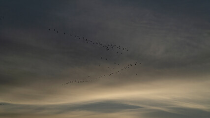 grupo de pájaros volando haciendo una v en el cielo