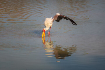 Yellow-billed stork (Mycteria ibis) foraging in lake © Chris