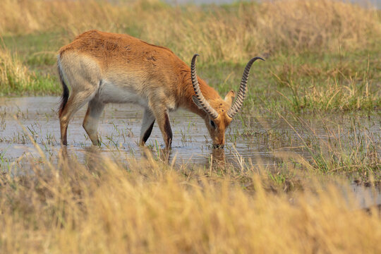 Red Lechwe (Kobus leche) foraging in swamp