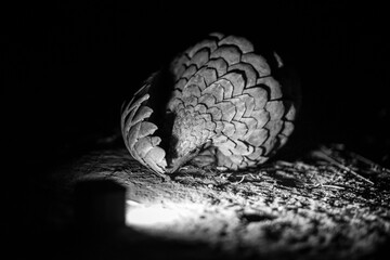 Pangolin at night
