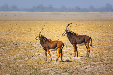 Two sable antelopes (Hippotragus niger) standing on the floodplain of the Okavango river in Bwabwata national park, Namibia