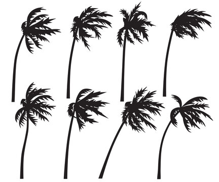 Tropical Palm Trees Silhouette in Wind Storm