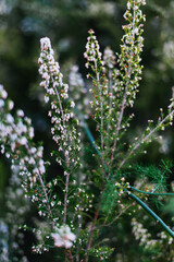 white flowers in the garden