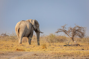 African elephant in the savannah of etosha national park