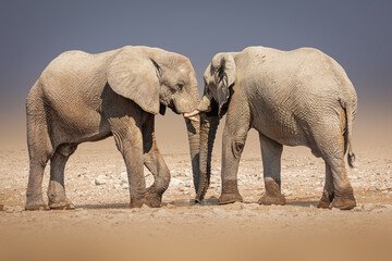 Two African elephants face to face in Etosha national park, Namibia