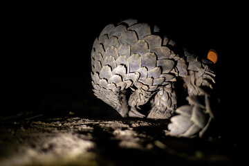 pangolin walking