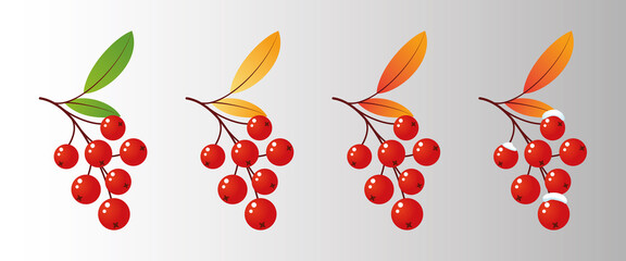 Four rowan tree branches with leaves and berries for different seasons. Vector illustration mountain ash design
