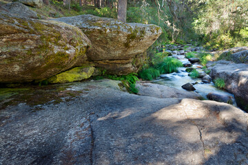 Rio Angostura entre pinos. Sierra de Guadarrama. Madrid España. Europa.