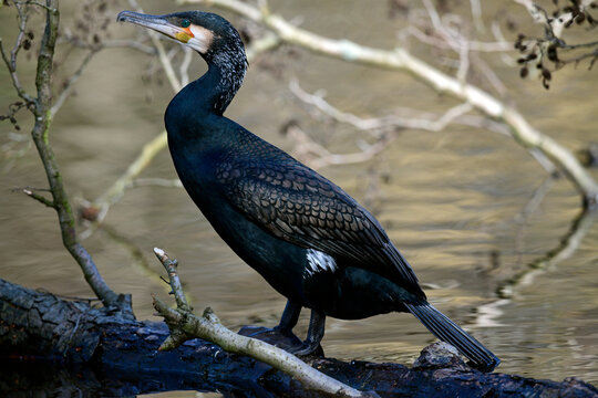 Kormoran // Great cormorant (Phalacrocorax carbo) 
