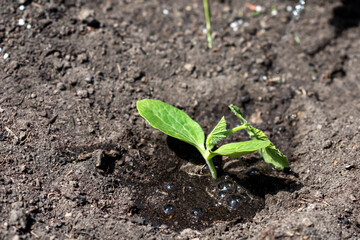Small  pumpkin  sprout planted and watered in the garden in the soil, vegetable sprout in dirt background; vegetable plant  seedling planted in the soil in the field, agriculture concept