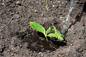 Just transplanted pumpkin tiny sprout’s roots are watered in the field; water is pouring  to seedling planted in the soil in the field, agriculture,  plant and life concept 

