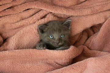 small gray cat in a blanket yawns. Long tongue