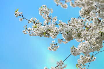 White cherry blossom spring branch tree sunny blue sky background