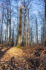 Obraz premium Waldsterben in Deutschland. Trockene Sommer und extremes Wetter setzt dem deutschen Wald immer mehr zu. Bäume brechen ab, werden entwurzelt oder von Schädlingen befallen.