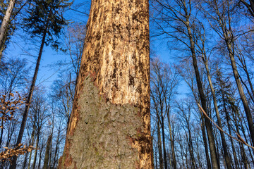 Waldsterben in Deutschland. Trockene Sommer und extremes Wetter setzt dem deutschen Wald immer mehr zu. Bäume brechen ab, werden entwurzelt oder von Schädlingen befallen.