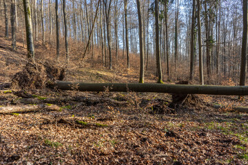 Waldsterben in Deutschland. Trockene Sommer und extremes Wetter setzt dem deutschen Wald immer mehr...