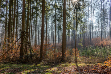 Schöne, idyllische Waldstimmung mit Jägersitz.