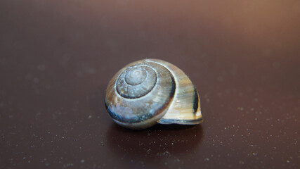 snail's shell - obrazy, fototapety, plakaty