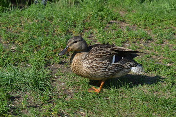 duck on the grass