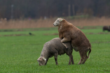 Two sheep are holding a parade in the pasture.