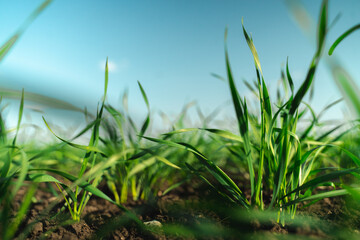 Green field grass in black ground against blue clear sky