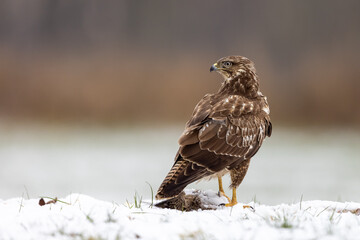 Common Eurasian buzzard buteo buteo in snow looking over its shoulder with beautiful blurry background in snow, Schleswig-Holstein, Northern Germany