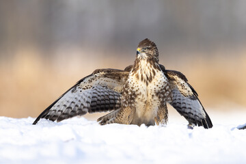 Juvenile Common Eurasian buzzard buteo buteo spreads its wings in snow with beautiful background,...