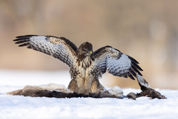 Juvenile common eurasian buzzard buteo buteo spreading its wings over carrion of deer in snow with beuatiful background
