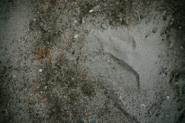 Dirty Road texture Background