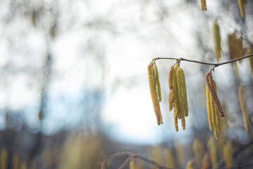 spring catkins hanging from a tree, Hazelnut blossoms in late winter, early spring. The first flowers of spring. selective focus blurred bokeh background,