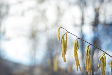 spring catkins hanging from a tree, Hazelnut blossoms in late winter, early spring. The first...