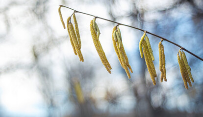 spring catkins hanging from a tree, Hazelnut blossoms in late winter, early spring. The first flowers of spring. selective focus blurred bokeh background,