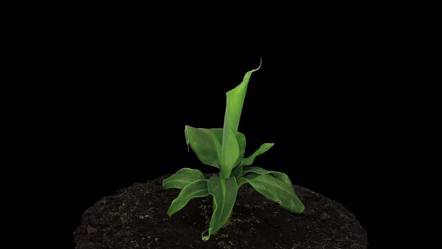 Time-lapse of growing banana tree 3a4 in ProRes 4444 format with ALPHA transparency channel isolated on black background, in 4K
