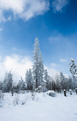 Landscape with forest in winter, Glodowka, Zakopane, Lesser Poland, Poland