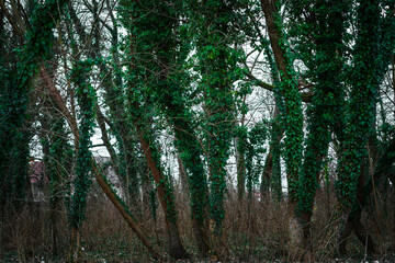 Trees covered with English Ivy in the winter forest.