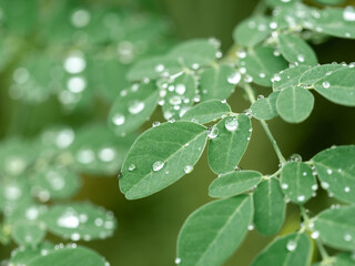 Rain Drops on The Horseradish Tree Leaves
