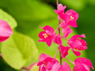 Bunch of Pink Mountain Rose Flowers Blooming