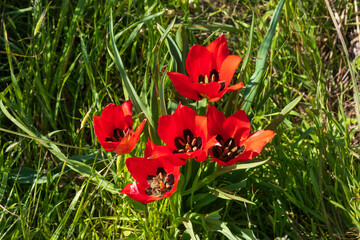 Flowers of red tulips in sunlight among green grass