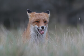 Yawning red fox is relaxing in the high grass that is ready for a nap, photographed in the dunes of the Netherlands.