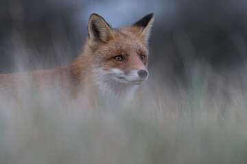 Obraz premium Cute red fox relaxing in the high grass that is ready for a nap, photographed in the dunes of the Netherlands.
