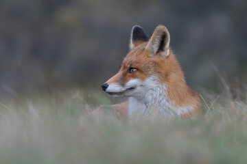 Fototapeta na wymiar Cute red fox relaxing in the high grass that is ready for a nap, photographed in the dunes of the Netherlands.